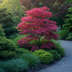 Japanischer Ahorn 'Atropurpureum' - Lila Blatt, 70cm, Topf 19cm Bild 7