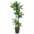 Dracaena Cintho 150 cm - Attraktive Zimmerpflanze mit buntem Blattrand Bild 1
