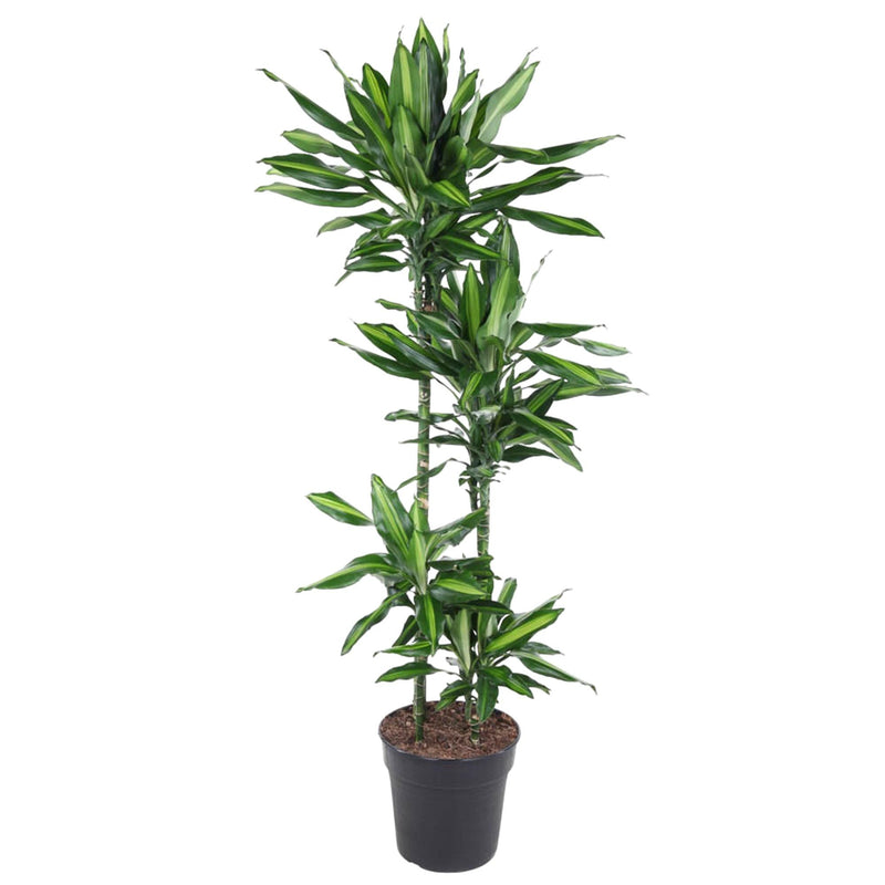 Dracaena Cintho 150 cm - Attraktive Zimmerpflanze mit buntem Blattrand