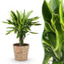 Dracaena fragrans Golden Coast im Topf - pflegeleichter Drachenbaum Bild 1