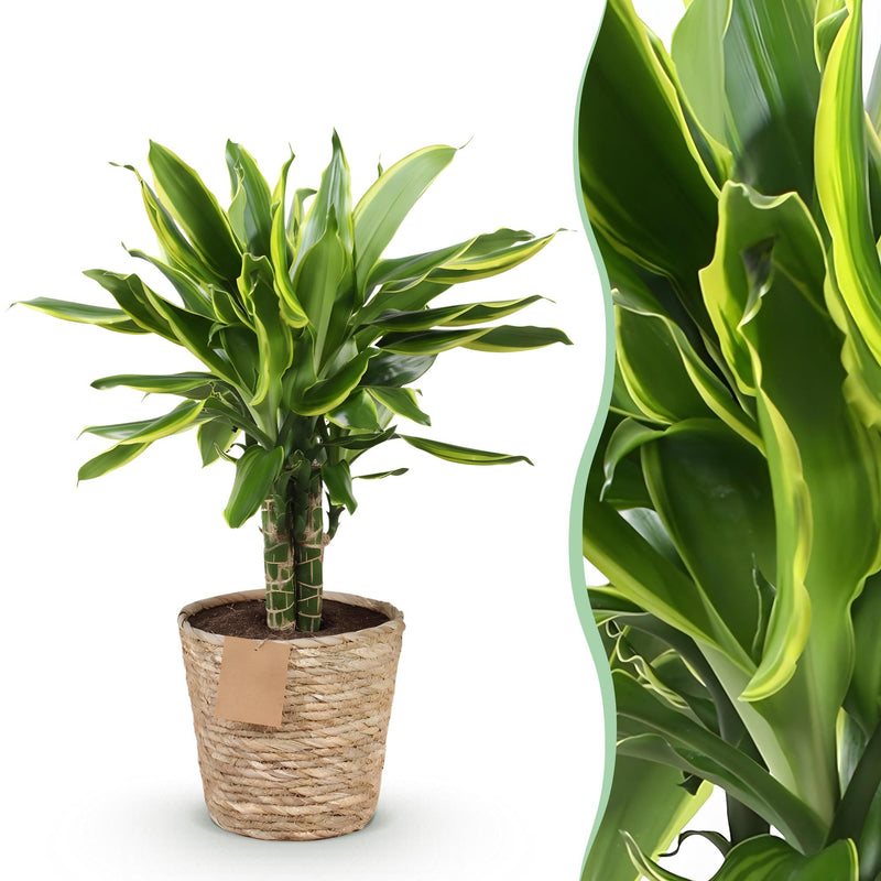 Dracaena fragrans Golden Coast im Topf - pflegeleichter Drachenbaum