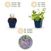 Green boutiQ - Perennial - Nepeta faassenii 'Walker's Low' - Catnip - Bee and Butterfly Attractors - Blue - 12 Plants - Pot 11cm - Height 15-25cm Bild 4