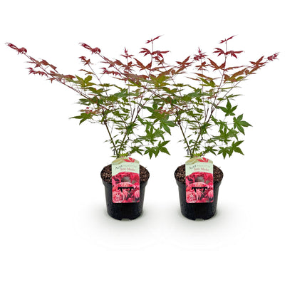 Japanischer Ahorn 'Beni Maiko' - 2x Roter Laubbaum, 70cm