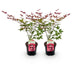 Japanischer Ahorn 'Beni Maiko' - 2x Roter Laubbaum, 70cm Bild 2