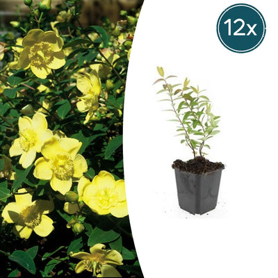12x Hypericum 'Hidcote' - Johanniskraut - 10-25cm