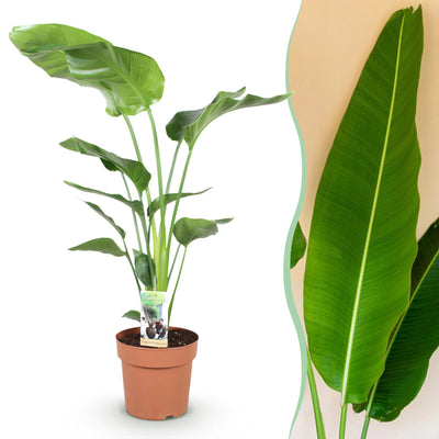 Green boutiQ - Zimmerpflanzen - Stelitzia Nicolai - Paradiesvogelblume - Wenig Pflege - Grün - 1 Pflanze - Topf 21cm - Höhe 110-120cm
