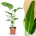 Green boutiQ - Zimmerpflanzen - Stelitzia Nicolai - Paradiesvogelblume - Wenig Pflege - Grün - 1 Pflanze - Topf 21cm - Höhe 110-120cm Bild 1