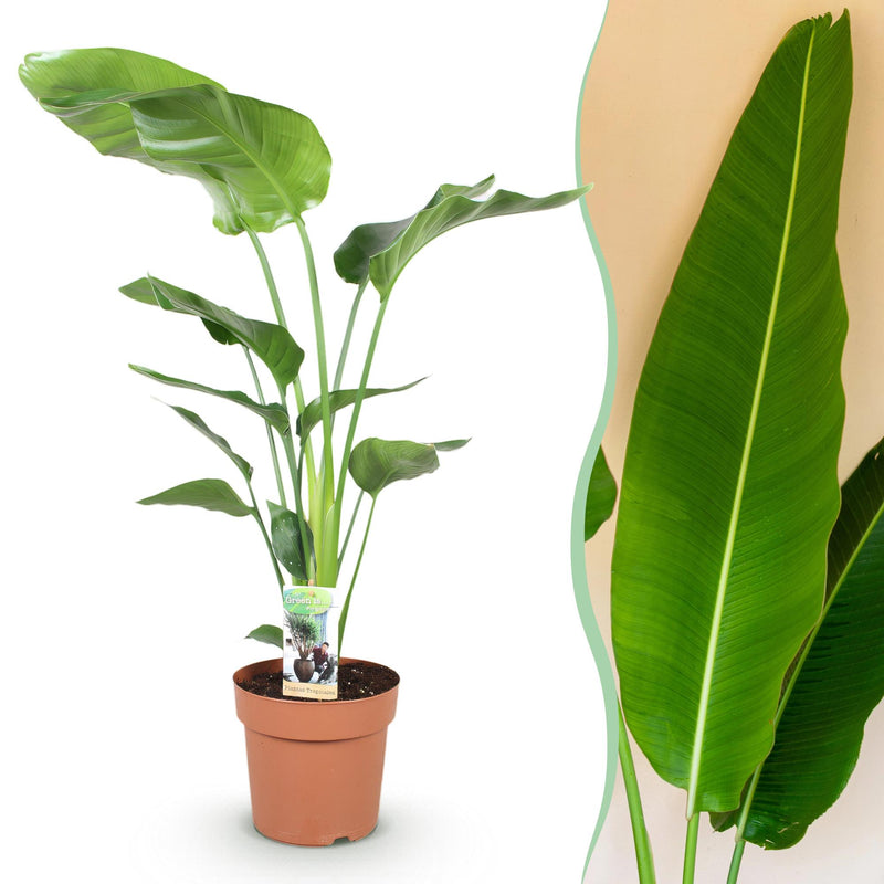 Green boutiQ - Zimmerpflanzen - Stelitzia Nicolai - Paradiesvogelblume - Wenig Pflege - Grün - 1 Pflanze - Topf 21cm - Höhe 110-120cm
