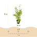 Japanischer Ahorn 'Summergold' - 90cm, Topf 26cm Bild 3