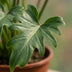 Philodendron Xanadu: Pflegeleichte Zimmerpflanze im 19cm Topf, 60cm hoch Bild 4