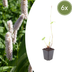 6x Persicaria bistorta 'Superba' Perennial - 10-25cm Pot Ø9cm Bild 1
