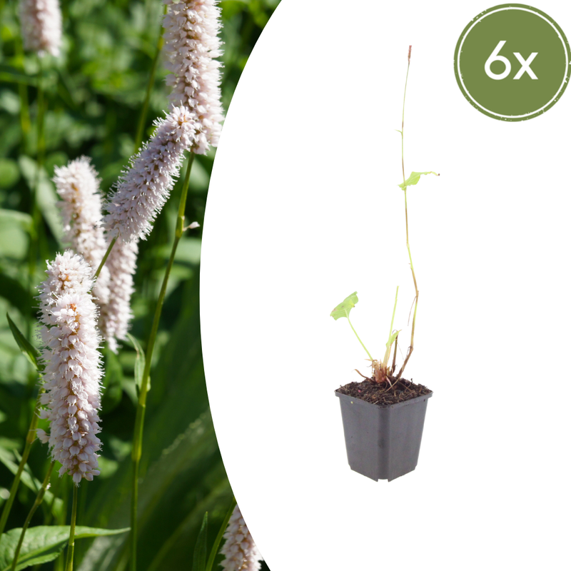 6x Persicaria bistorta 'Superba' Perennial - 10-25cm Pot Ø9cm