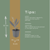 Lily of the Valley (Convallaria majalis) 10-25cm, Ø9cm Bild 5