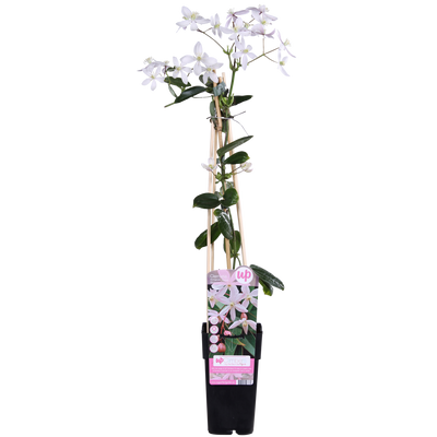Immergrüne Clematis Apfelblüte 'Armandii' - Hellrosa Blüten - Ø15cm Topf