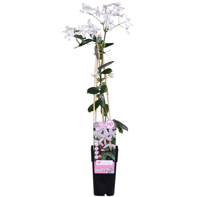 Immergrüne Clematis Apfelblüte 'Armandii' - Hellrosa Blüten - Ø15cm Topf