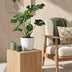 Monstera Deliciosa - Pflegeleichte Fensterblatt Pflanze mit weißem Topf Bild 5