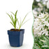 Green boutiQ - Perennial - Agapanthus africanus Albus - African Lily - Bee and Butterfly Attractors - White - 3 Plants - Pot 11cm - Height 15-25cm Bild 1