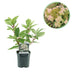 GreenboutiQ - Rispenhortensie - Hydrangea panniculata Wims Red - Blüte Weiß Rot - 1 Pflanze - Laubabwerfend - Große Blüten - Topf 17cm Höhe 50cm Bild 1