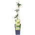 Passiflora Constance Elliot Kletterpflanze, weiß, Ø15cm, ↕65cm Bild 1
