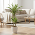 Dracaena Deremensis White Stripe Topf Ø19cm, 70-90cm hoch Bild 7