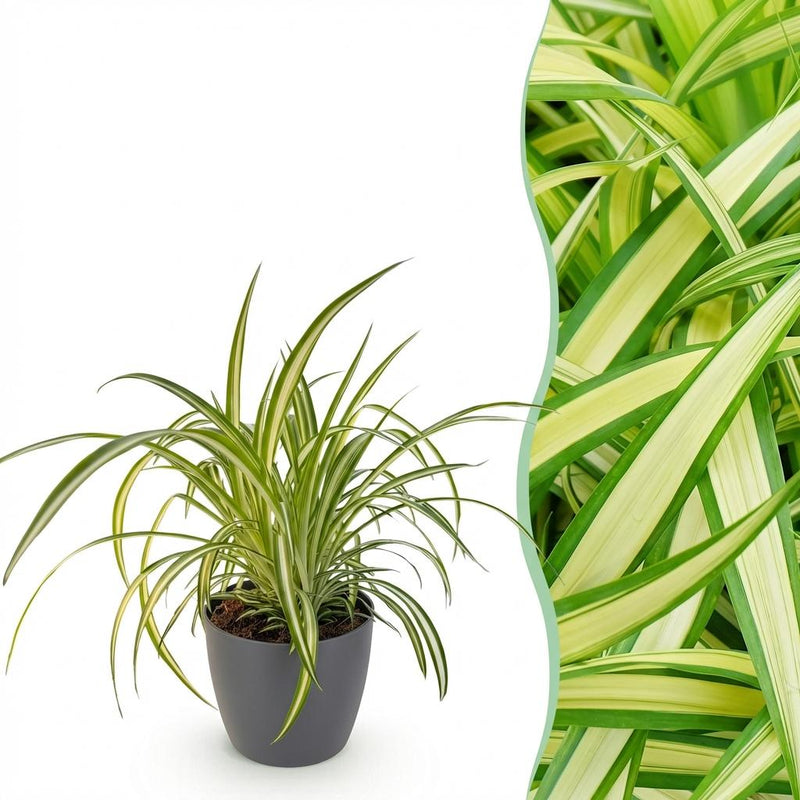 Bunte Graslilie Chlorophytum comosum Variegatum, Topf 12cm