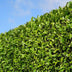 Große Kirschlorbeer Pflanzen Rotundifolia 125-150 cm für 10m Hecke Bild 4