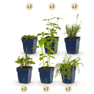 Duftendes Stauden-Beetpaket: 12 Pflanzen für Farbe & Aroma