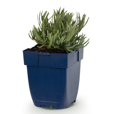 Green boutiQ - Perennial - Lavandula ang. Hidcote - Lavender - Fragrant - Purple - 1 Plant - 11cm Pot - 15-25cm Height