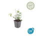 12x Euonymus 'Coloratus' - Bodendecker, winterhart, 10-25cm Bild 3