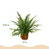 Green Lady Fern (Nephrolepis exaltata) - Pet-friendly, 25cm, incl. basket Bild 3