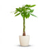 Pachira Aquatica Money Tree in a white organic pot - 80 cm Bild 1