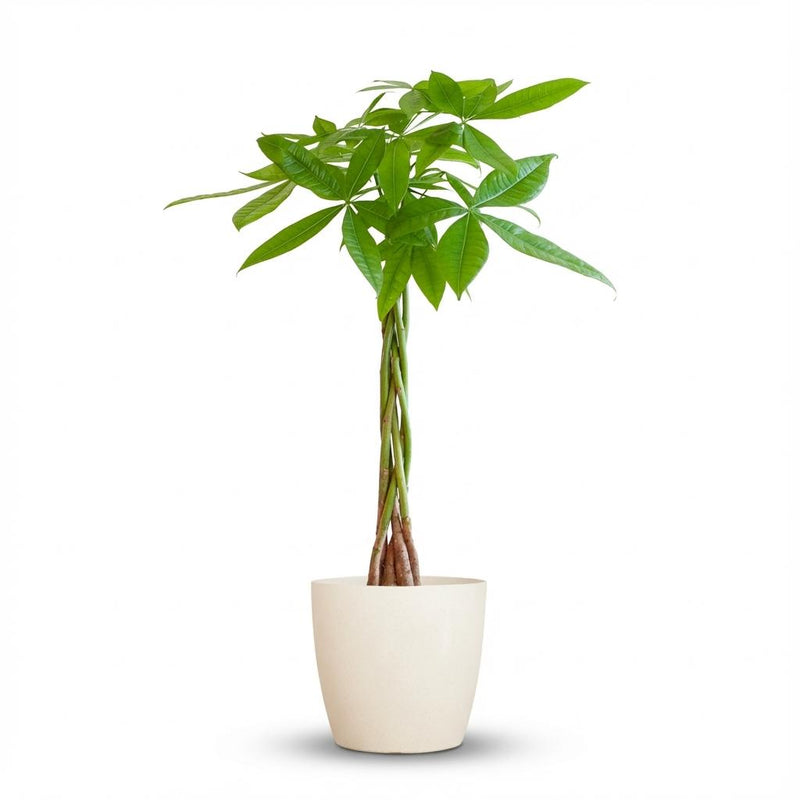 Pachira Aquatica Money Tree in a white organic pot - 80 cm