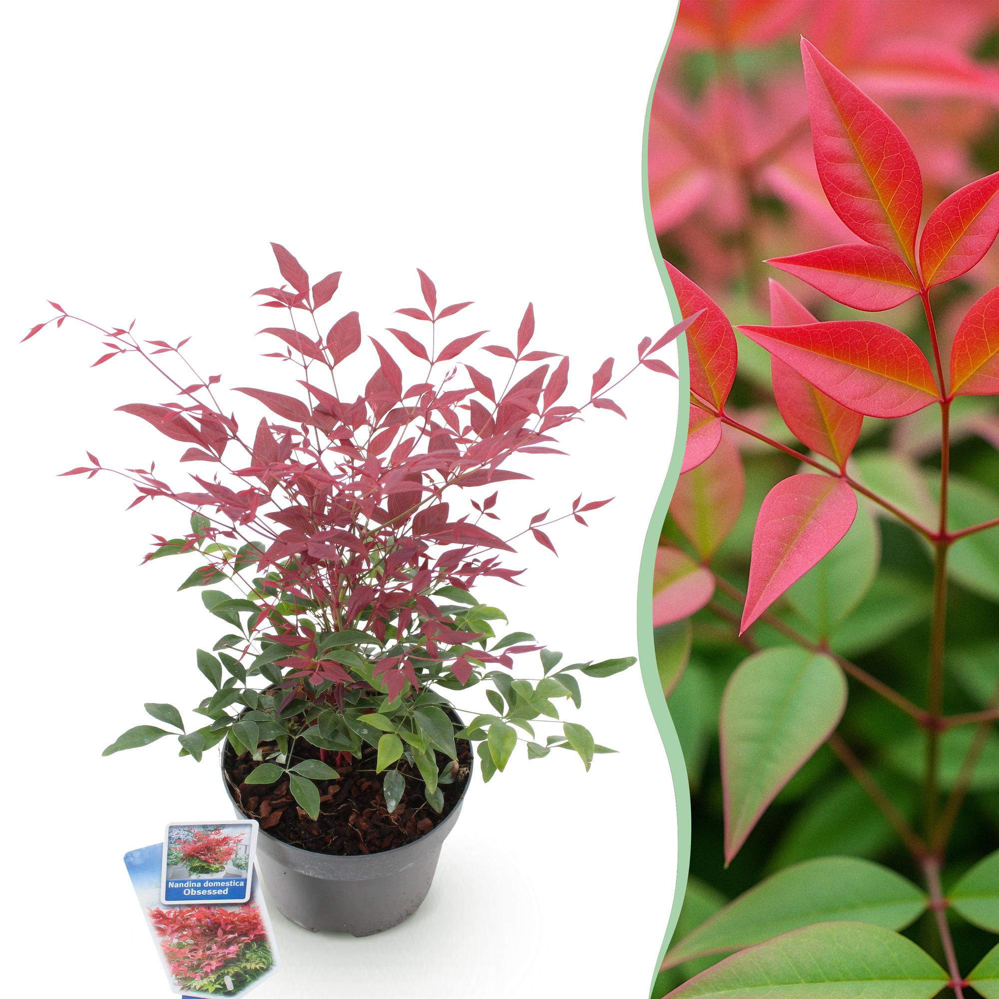 GreenboutiQ - Gartenpflanze - Nandina Obsessed - Rot - 1 Pflanze - Immergrün - Wenig Pflege - Topf 17cm Höhe 45cm