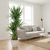Yucca Elephantipe (Elefantenpalme) - 180 cm - Ø34 cm Bild 3