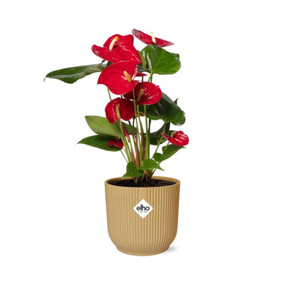 Anthurie Rot im Topf ELHO Vibes Fold 14 cm Gelb