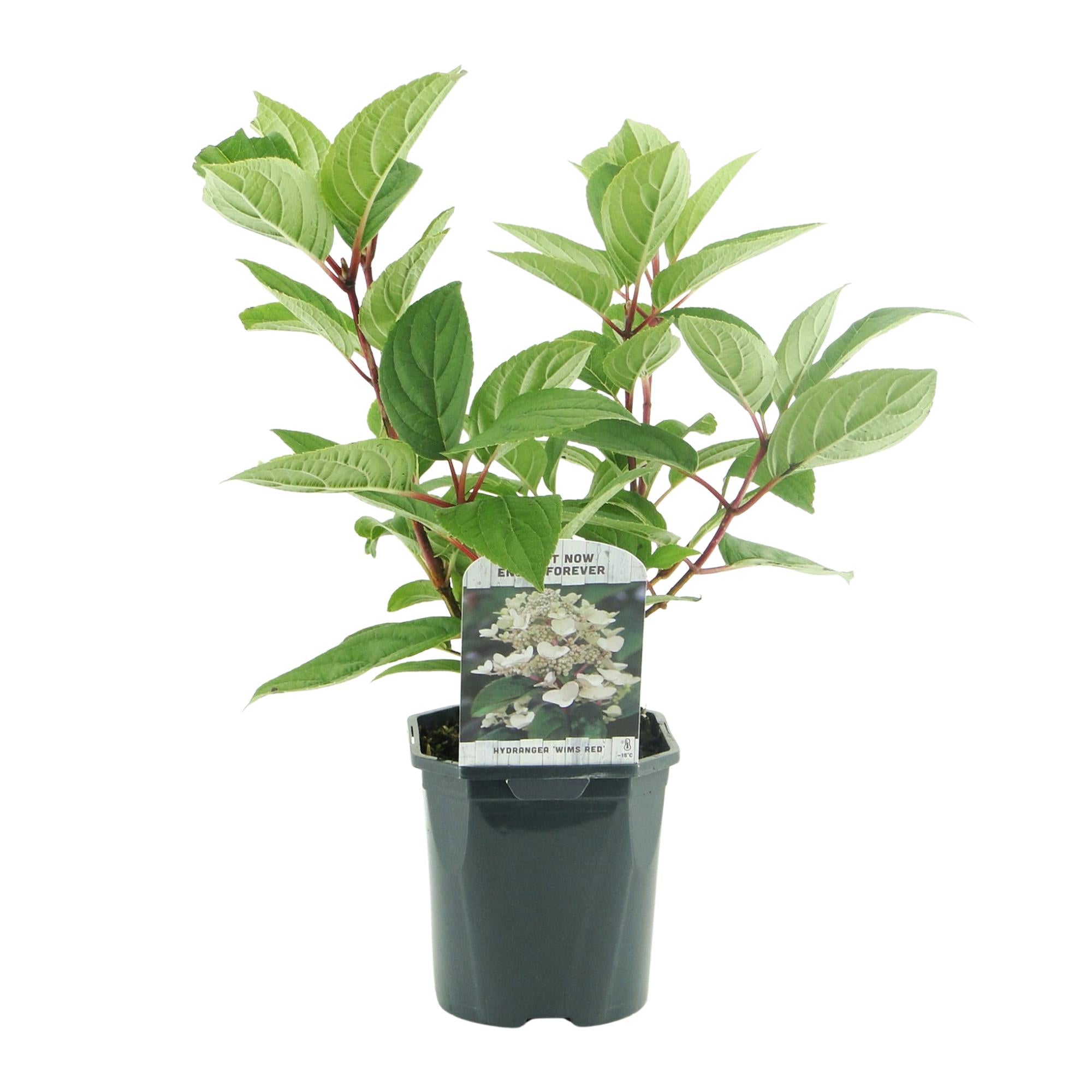 GreenboutiQ - Rispenhortensie - Hydrangea panniculata Wims Red - Blüte Weiß Rot - 1 Pflanze - Laubabwerfend - Große Blüten - Topf 17cm Höhe 50cm