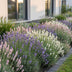 Green boutiQ - Stauden - Lavandula Tricolour - Lavendel - Duftend - Blau - Rosa - Weiß - 24 Pflanzen - Topf 11 cm - Höhe 15-25 cm Bild 7