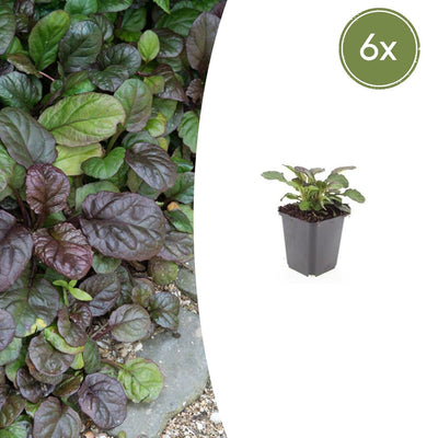 6x Kriechender Günsel 'Catlin's Giant' - 10-25cm - Ø9cm