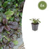 6x Kriechender Günsel 'Catlin's Giant' - 10-25cm - Ø9cm Bild 1