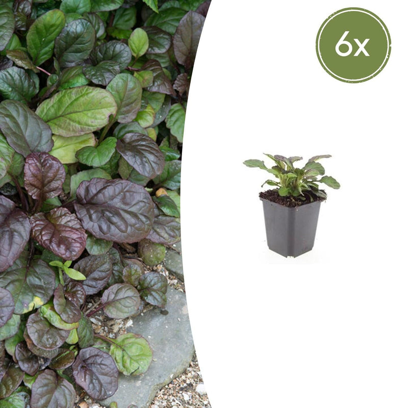 6x Kriechender Günsel 'Catlin's Giant' - 10-25cm - Ø9cm