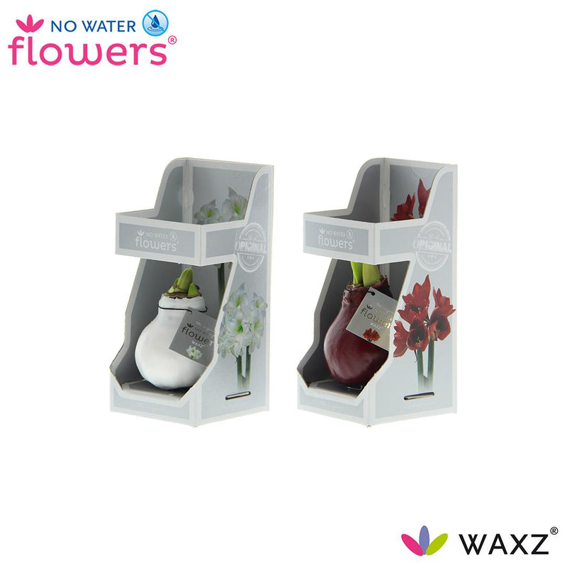 Waxz Colorz Deko-Wasserblumen im 2er-Set (Ø7cm, H15cm) mit Geschenkbox