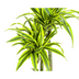 Dracaena Lemon Lime Ø27cm - 170-190cm: Zimmerpflanze mit Streifen Bild 4