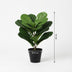 Kunst Ficus Lyrata (Geigenfeige) 40cm - Pflegeleicht & Naturgetreu Bild 2