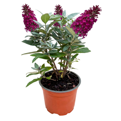 Buddleja Butterfly Candy Little Ruby - Schmetterlingsstrauch, kompakt, rot
