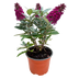 Buddleja Butterfly Candy Little Ruby - Butterfly Bush, compact, red Bild 2