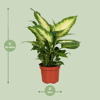 Dieffenbachia Camilla (Ø12cm, ↕35cm) - Pflegeleichte Zimmerpflanze