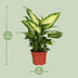 Dieffenbachia Camilla (Ø12cm, ↕35cm) - Pflegeleichte Zimmerpflanze Bild 2