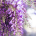 2x Japanese Wisteria 'Naga Noda' ↨65cm, Ø15cm - Wisteria floribunda Bild 3