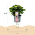 Green Boutique: Hydrangea Magical Revolution Pink, 2 plants, 55cm Bild 3