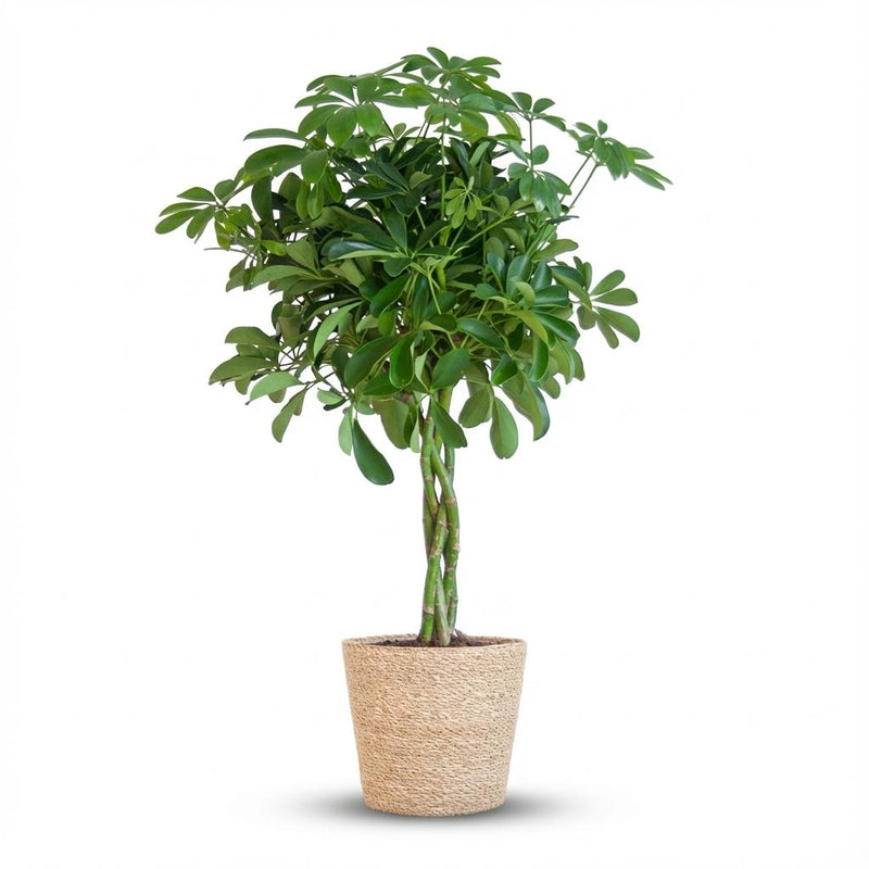 Schefflera 'Nora' im Seegras-Korb - 70cm - Ø21cm